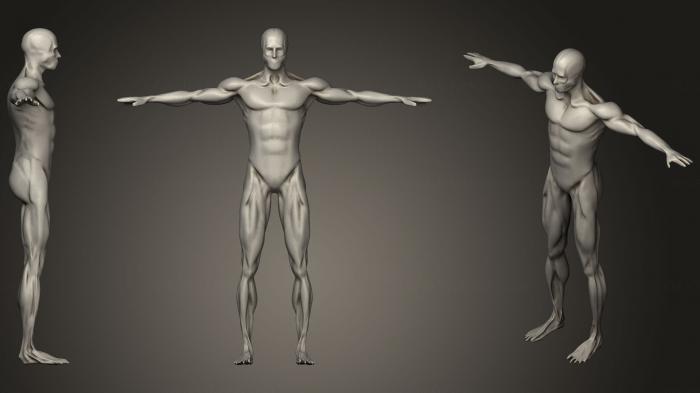 نموذج ثلاثي الأبعاد لآلة CNC تشريح الهياكل العظمية والجماجم عضلات الذكور